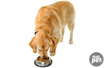 Храненето с голдън ретривър от кученце за възрастни кучета