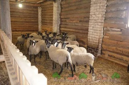 Хранене и поддръжка на овце през зимата преглед и снимки