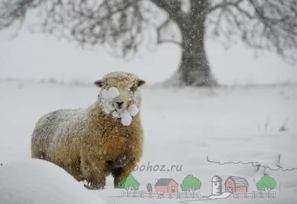 Хранене и поддръжка на овце през зимата преглед и снимки