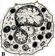 hemolymph