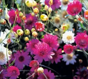 Kserantemum kép színes, leírás, egyre nagyobb a mag