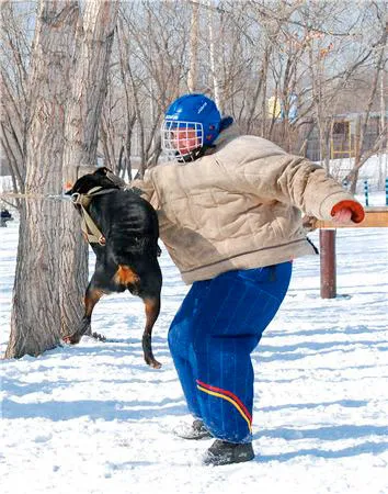 Krasznojarszk klub szolgálati kutya