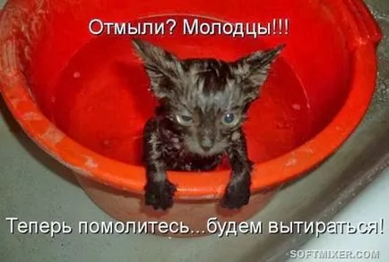 Fürdés egy macska - mint egyfajta harcművészet (11 fotó)