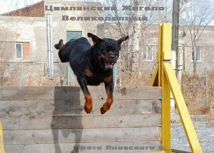 Krasnoyarsk câine serviciu de club