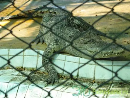 Krokodil Farm - a tenyésztésből a betakarításig krokodilok krokodil