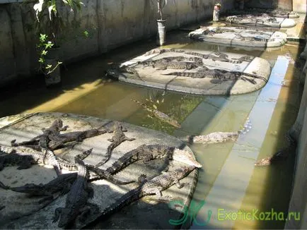 Krokodil Farm - a tenyésztésből a betakarításig krokodilok krokodil