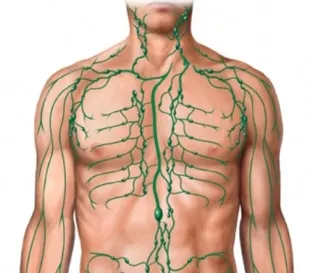 Лимфни съдове и възпаление възли konechnosi долната структура и болест