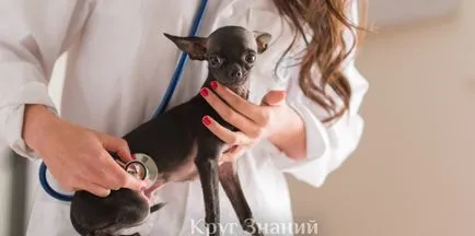Hamis terhesség kutyák - körben a tudás
