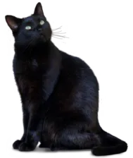 Lunarny szimbolizmus a macska Behemoth, blogvic