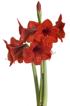 Amaryllis izzó milyen a növény, és nő - nő s nap