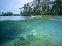 Морски крави, морски крави (hydrodamalidae), изчезнали животни Размери Тегло външен вид