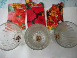 Sarkantyúvirág kanyargós termesztése magvak, gondoskodás