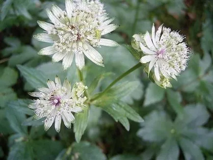 Непридирчив растение astrantia