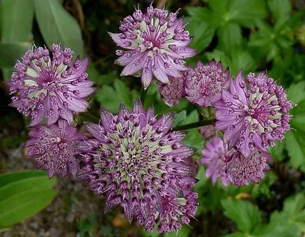 Непридирчив растение astrantia