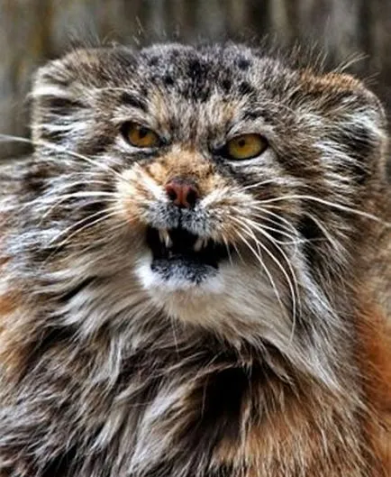 Aceasta pisica supărat locuiește la grădina zoologică din Zurich - Felidae magnus (mare pisică) - frumusețe