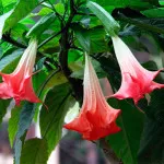 Brugmansia otthoni gondozást