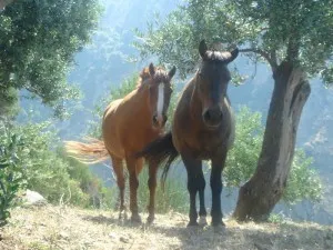 Valoros măgar animale cu urechi mari