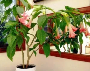 грижа Brugmansia у дома