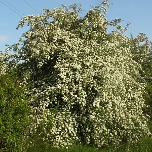 Хартия черница (около 300 семена)