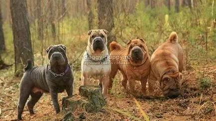 Combaterea câine fotografie, preț și caracteristici - faunei sălbatice