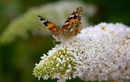 David Buddleja plantare corectă, îngrijire și propagare