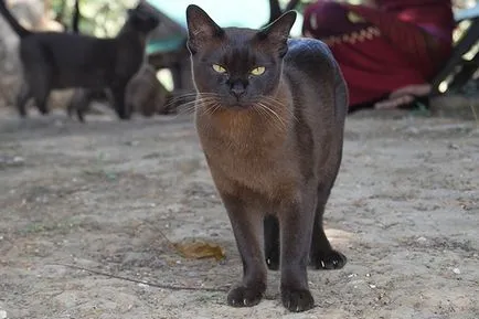 Бирма - бирмански котка