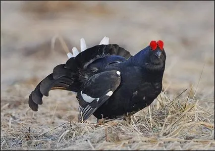 Udvarlás, vagy az állatok találni maguknak egy pár