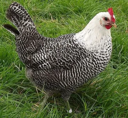 Breukelen ezüst fajta csirkék - leírása, képek és videó