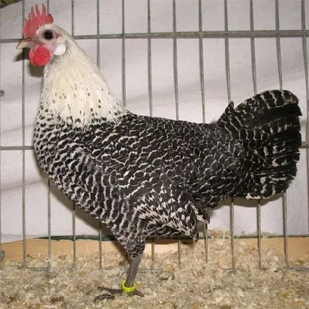 Breukelen ezüst fajta csirkék - leírása, képek és videó