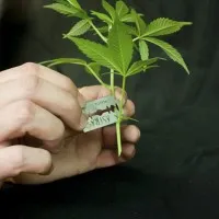 Decuparea frunze de marijuana
