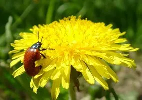 Dandelion gyógyszer tulajdonságait és ellenjavallatok, otthoni egészségügyi