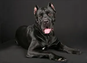 Általános jellemzői a Cane Corso kutyafajta, a természet és a várható élettartam