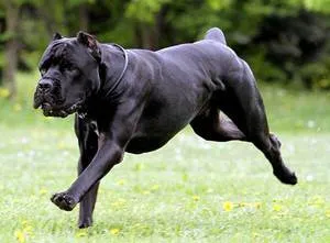 Caracteristicile generale ale Cane Corso câine rasa, natura, și speranța de viață