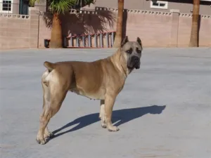 Általános jellemzői a Cane Corso kutyafajta, a természet és a várható élettartam