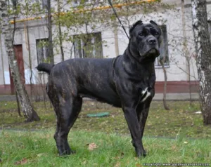 Caracteristicile generale ale Cane Corso câine rasa, natura, și speranța de viață