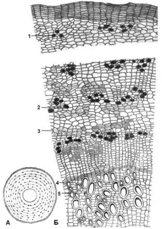 Taraxacum officinale - structură, proprietăți, aplicații