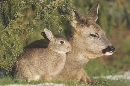 animale adorabile ca două mazăre într-o păstaie (30 poze)