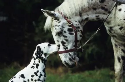 animale adorabile ca două mazăre într-o păstaie (30 poze)