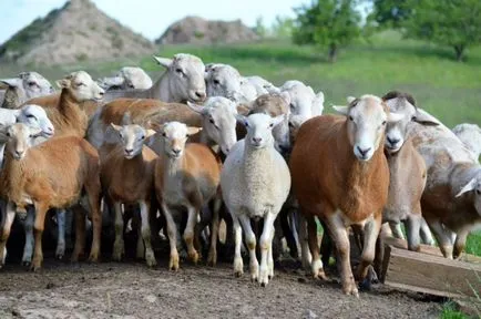 Prezentare generală rase de producție de carne de oaie din Hissar, calmucă, Dorper și alte