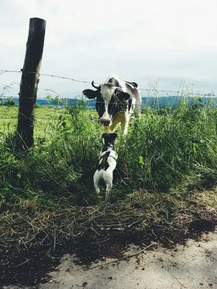 animale adorabile ca două mazăre într-o păstaie (30 poze)