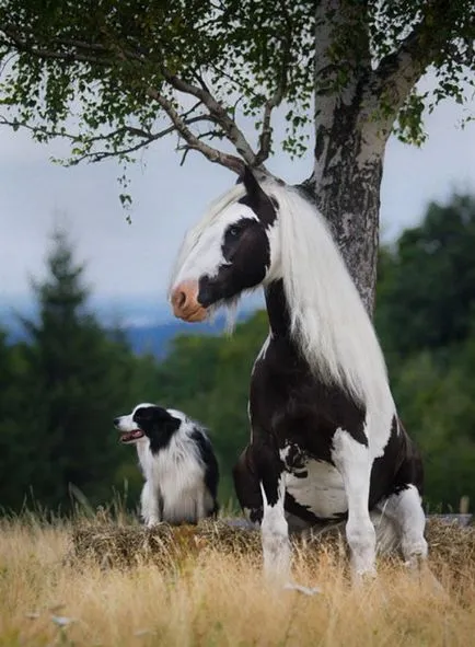 animale adorabile ca două mazăre într-o păstaie (30 poze)