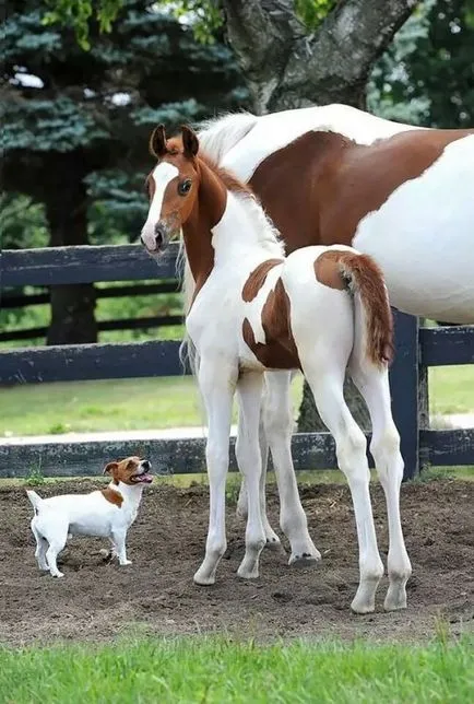 animale adorabile ca două mazăre într-o păstaie (30 poze)