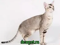 Ориенталски, ориенталска късокосместа котка, снимка, хранене, характеристики, грижа, външен вид