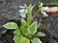 Comfrey decora gradina de flori, flori de grădină (conac)