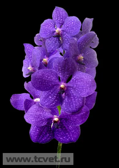 Orchid в сватбен букет