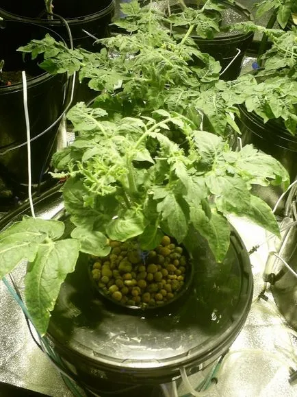 Опитът на засадени с домати hydroponically