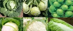 рецепти зеленчукова салата алабаш и зеле със снимки - къдраво съхранение