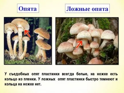 Гъби отравяне симптоми, признаци, лечение