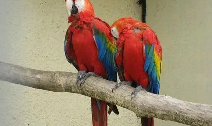 vrăbii Bird Park