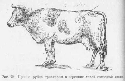 Пареза при кравите след отелване - Симптоми, лечение и профилактика